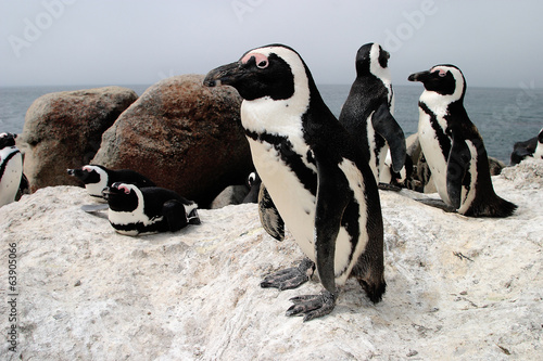 pinguino uccello marino sudafrica città del capo photo
