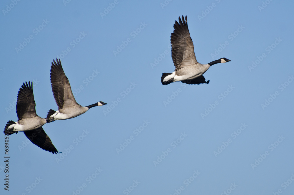 Three Canada Geese Flying in Blue Sky Three Canada Geese Flying in Blue Sky