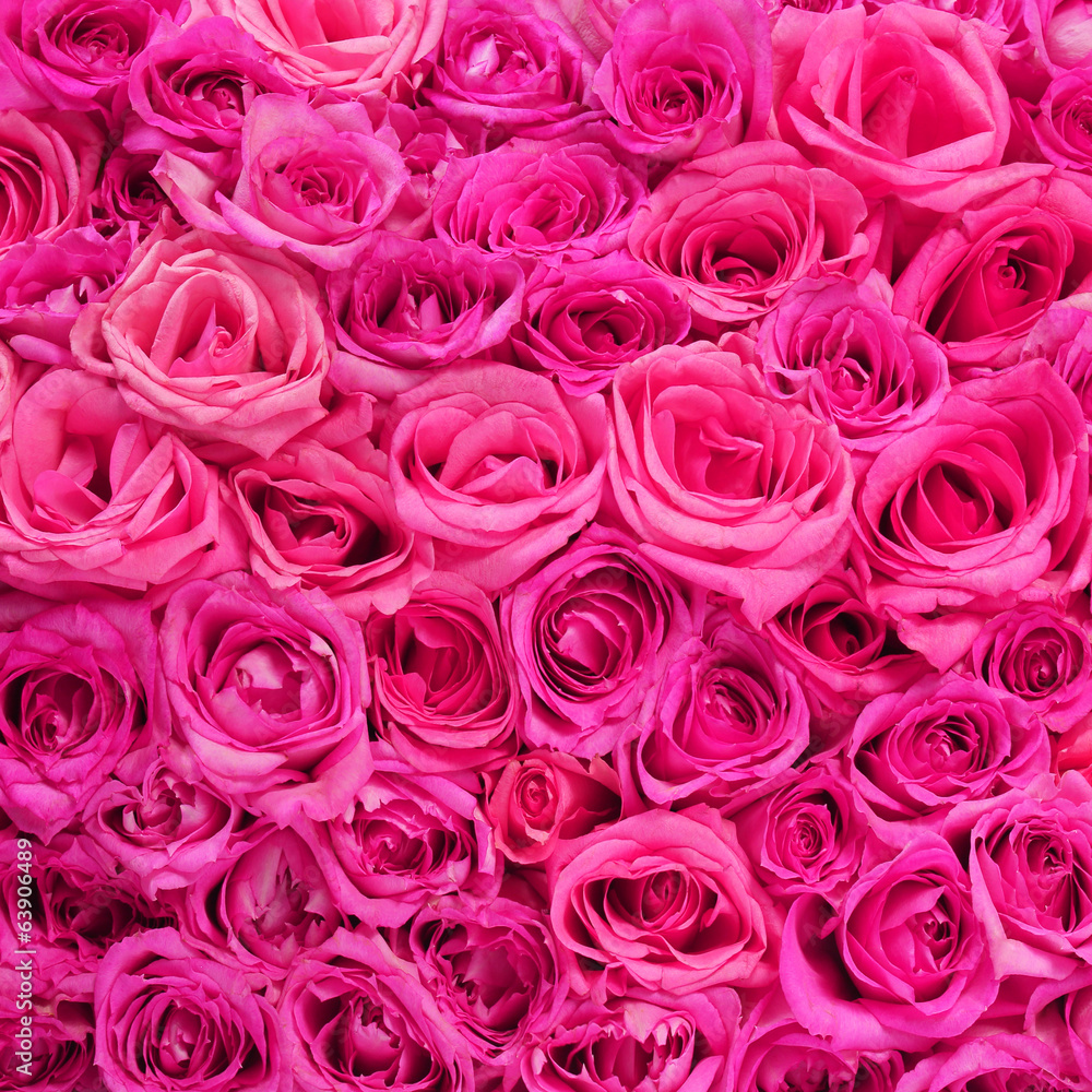 Fototapeta premium Róże. Tło różowe kwiaty