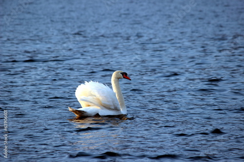 cigno photo