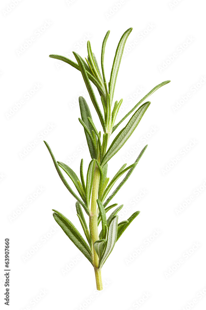 rosemary