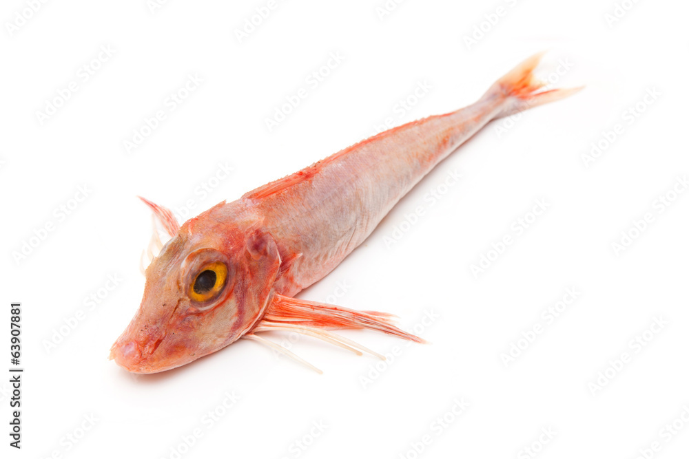 Fototapeta premium Gurnard fish isolated on white.