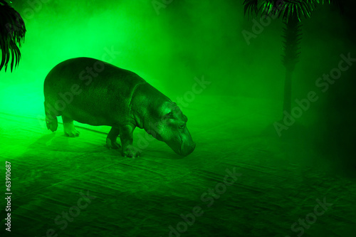 Circus hippopotamus during show