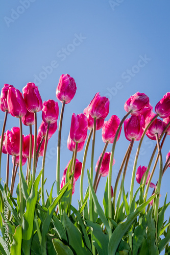 pink tulips