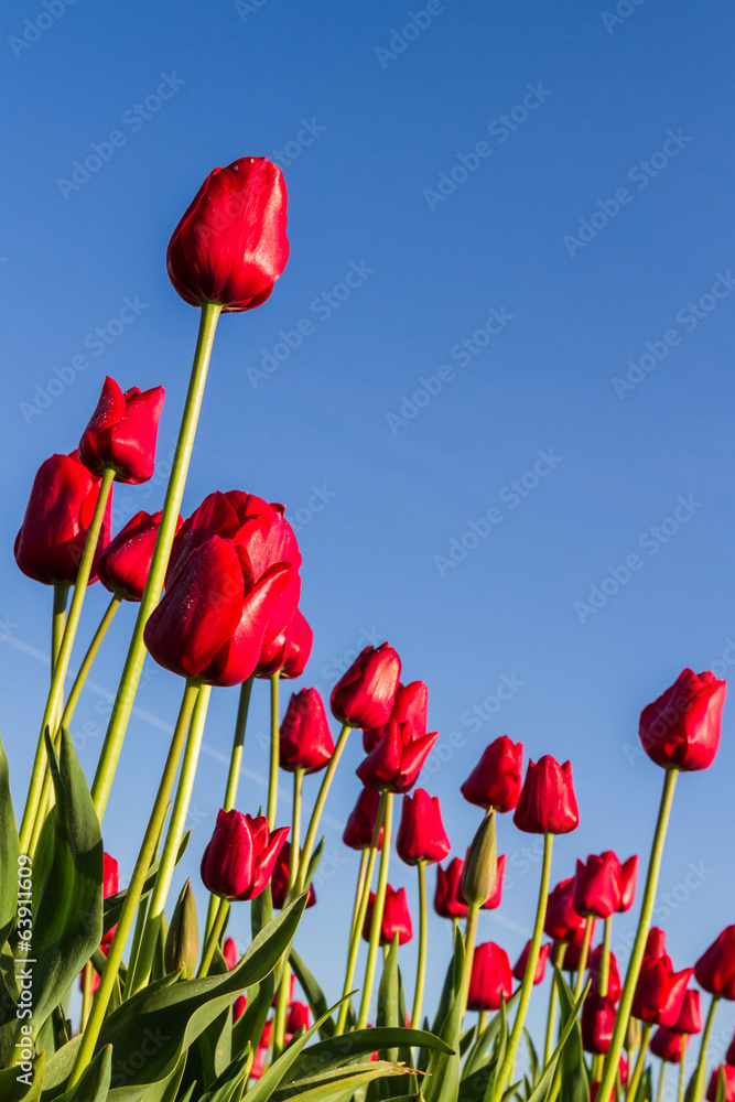 Obraz premium Oregon tulips