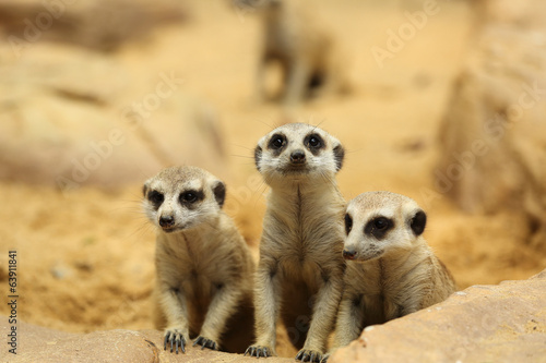 Lovely Meerkats looking