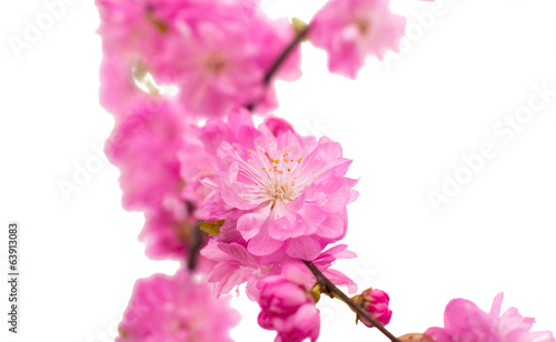 Spring cherry tree blossoms