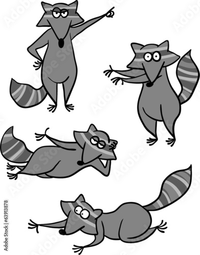 raccoon