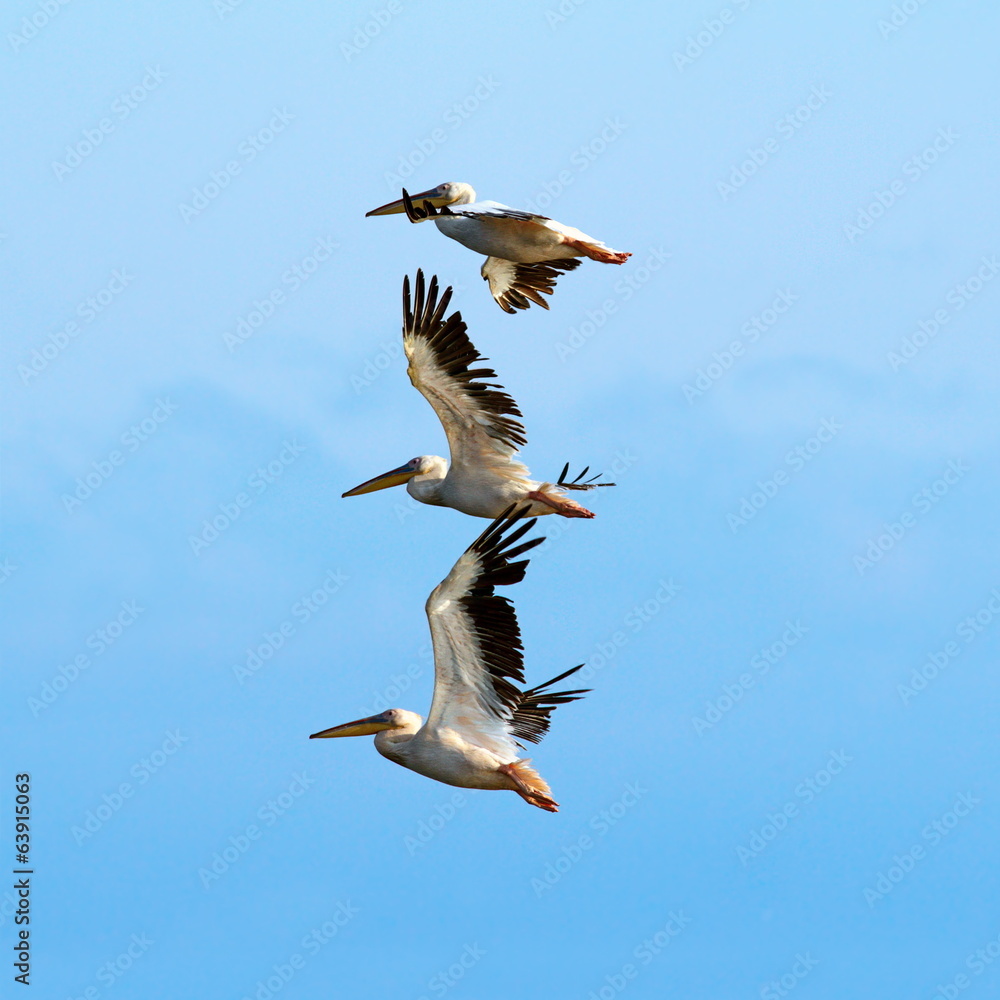 Obraz premium pelicans over beautiful blue sky