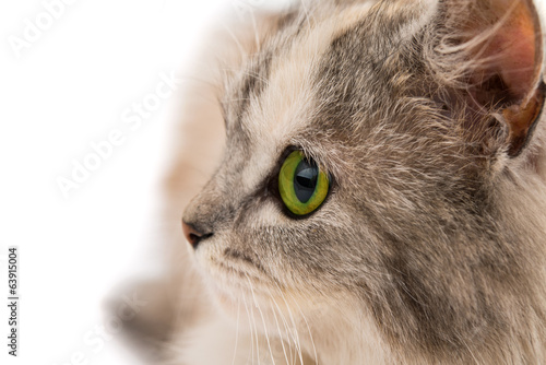 Foto cat