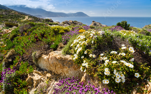 Flowers in the maquis at La Revellata in Corsica