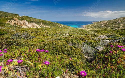 Pink flowers in the maquis at La Revellata near Calvi in Corsica photo