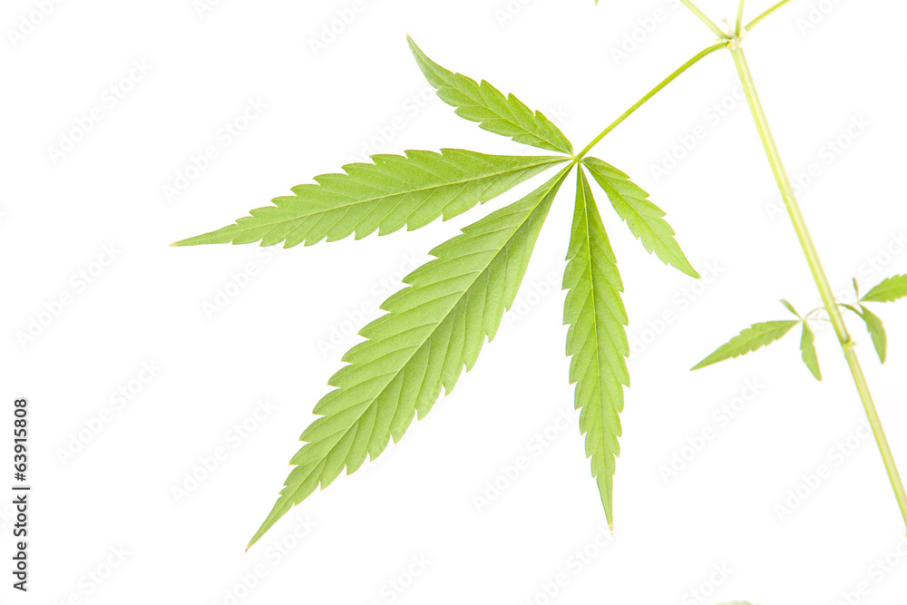 cannabis plant, marijuana on white background