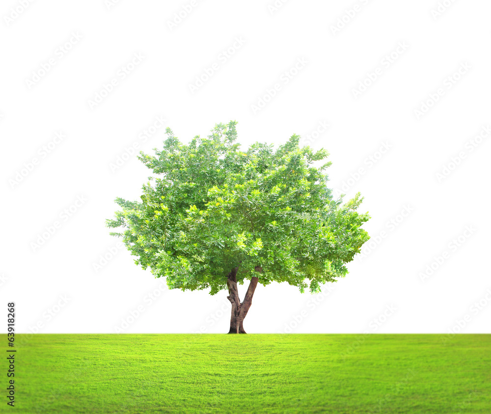 Naklejka green tree
