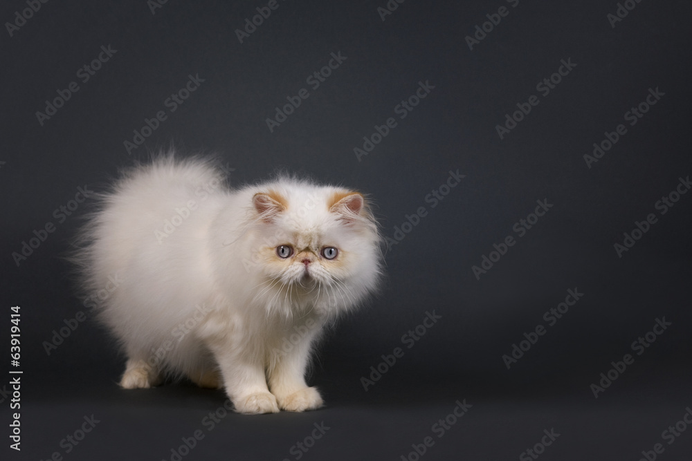 White Persian kitten