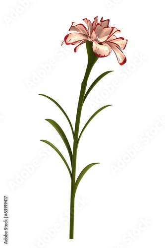 realistic 3d render of carnation