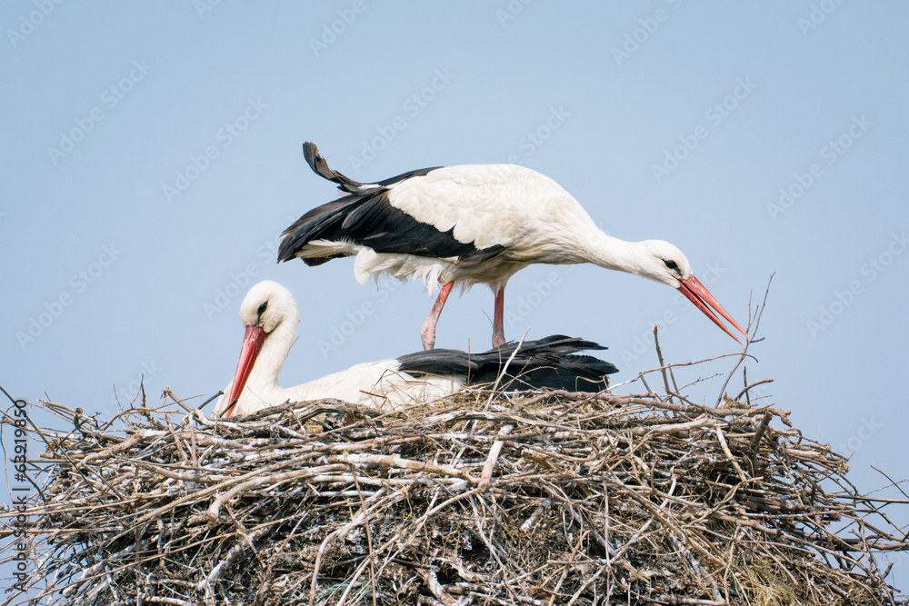 Fototapeta premium White Stork on nest