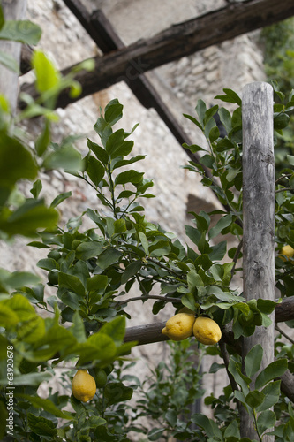 limonaia photo