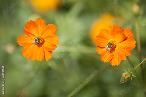 Obraz na płótnie impollinazione fiori con api w salonie