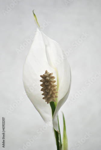 Prachtige witte lepelplant als decoratie photo