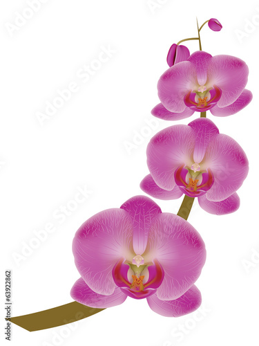 Flower Orchid