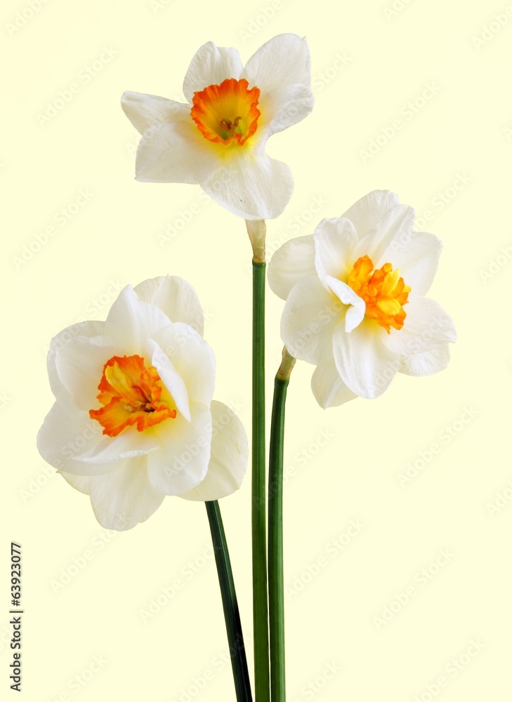 daffodils daffodils