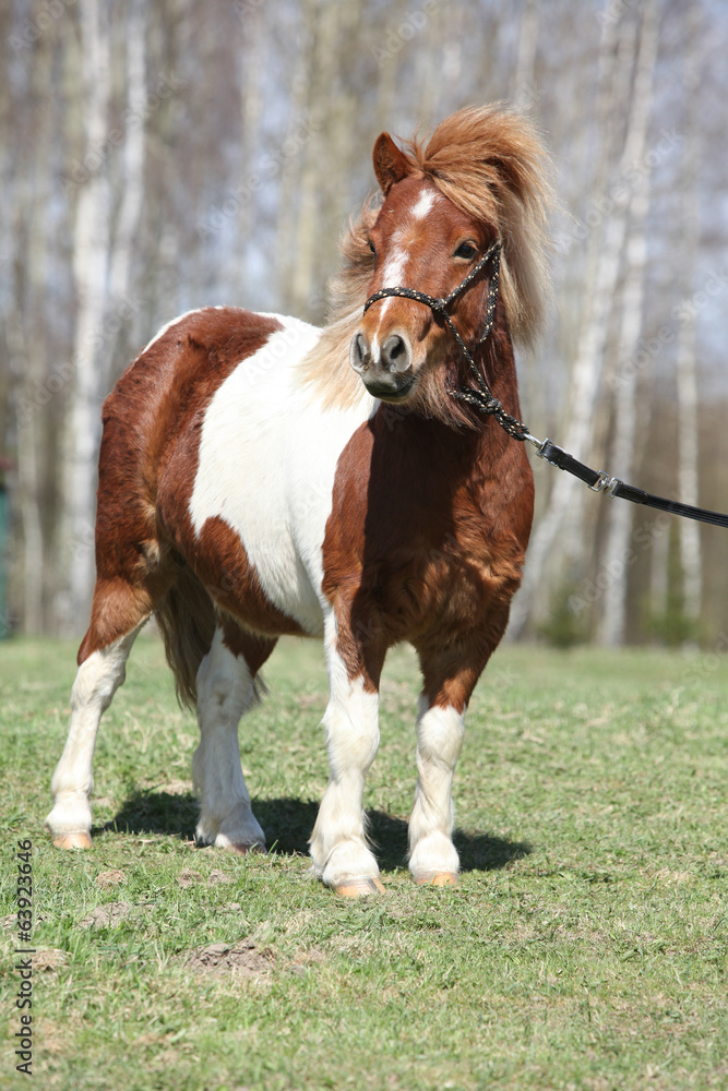 Beautiful skewbald Shetland pony standing in outdoor Beautiful skewbald Shetland pony standing in outdoor