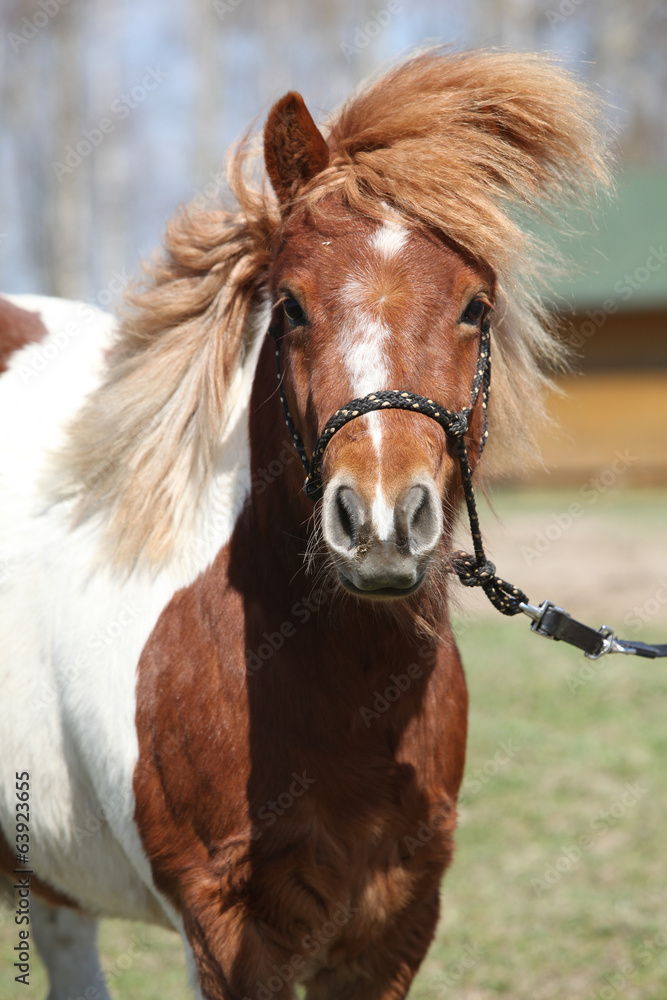 Beautiful skewbald Shetland pony standing in outdoor Beautiful skewbald Shetland pony standing in outdoor