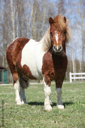 Fototapeta Naklejka Na Ścianę i Meble -  Beautiful skewbald Shetland pony standing in outdoor