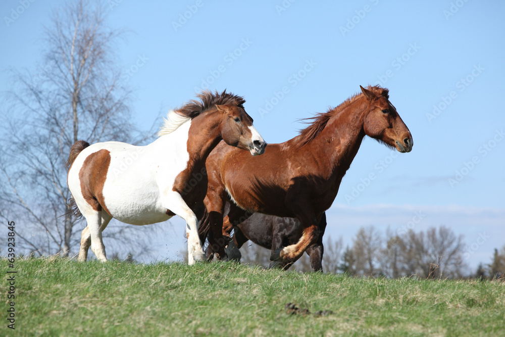 Nice horses running Nice horses running
