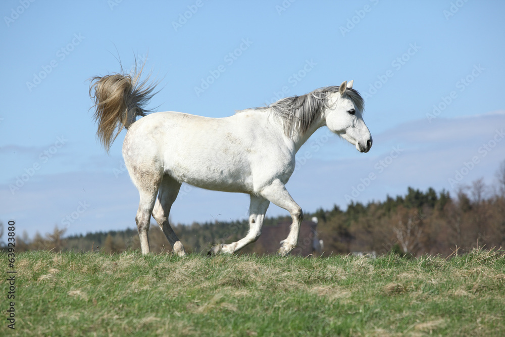 White warmblood running on pasturage White warmblood running on pasturage