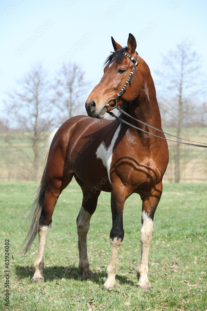 Gorgeous pinto stallion with nice bridle Gorgeous pinto stallion with nice bridle