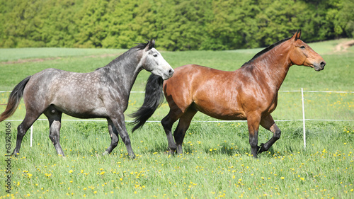 Two amazing horses running in fresh grass © Zuzana Tillerova