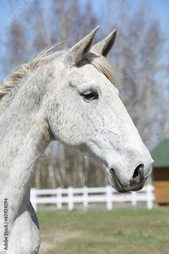 Portrait of nice white kladruber horse © Zuzana Tillerova