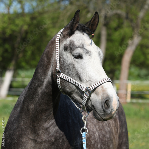 Gorgeous horse with nice halter