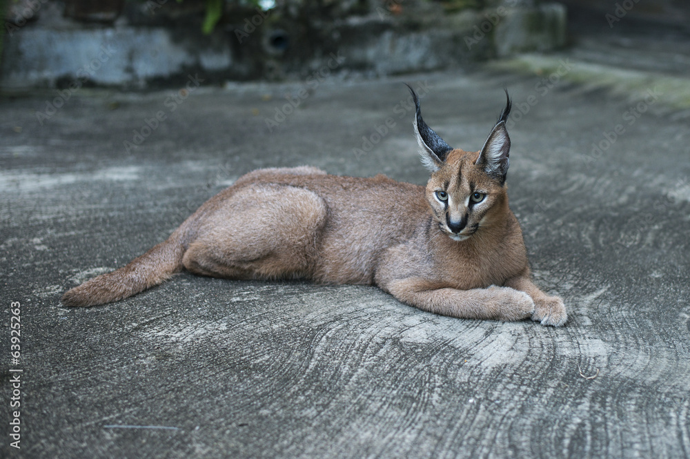 Fototapeta premium lynx wild cat in africa