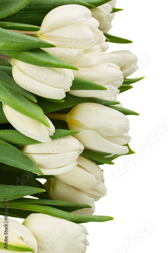 Fototapeta Naklejka Na Ścianę i Meble -  border of white tulips