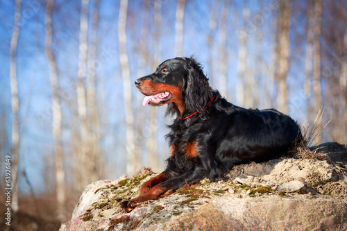 Fotografía setter gordon dog