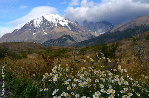 White daisy and blue massif  Torres del Paine