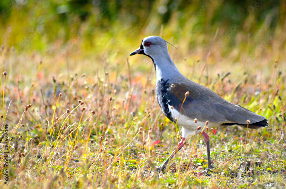 Obraz premium Southern Lapwing