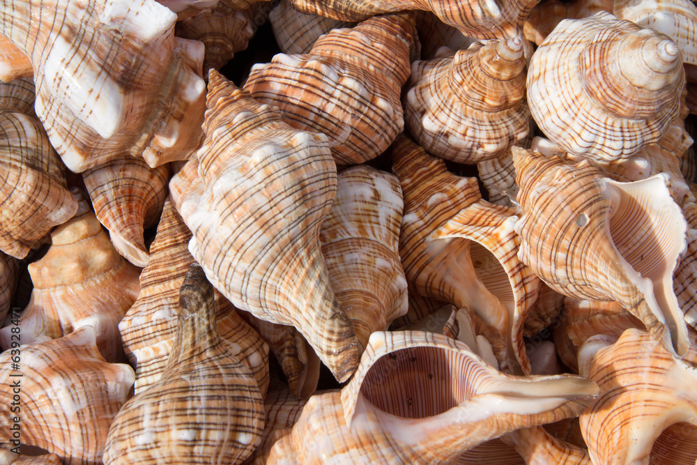 She sell seashells..... She sell seashells.....