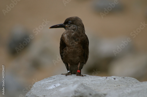 Inca Tern female photo