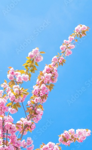 spring tree with flowers