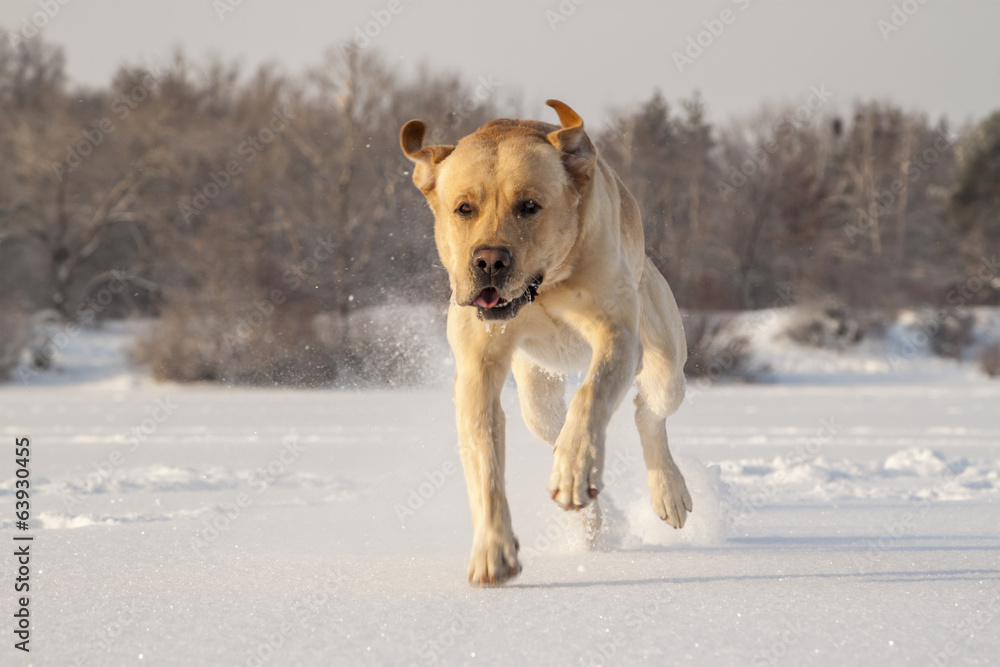 running labrador running labrador
