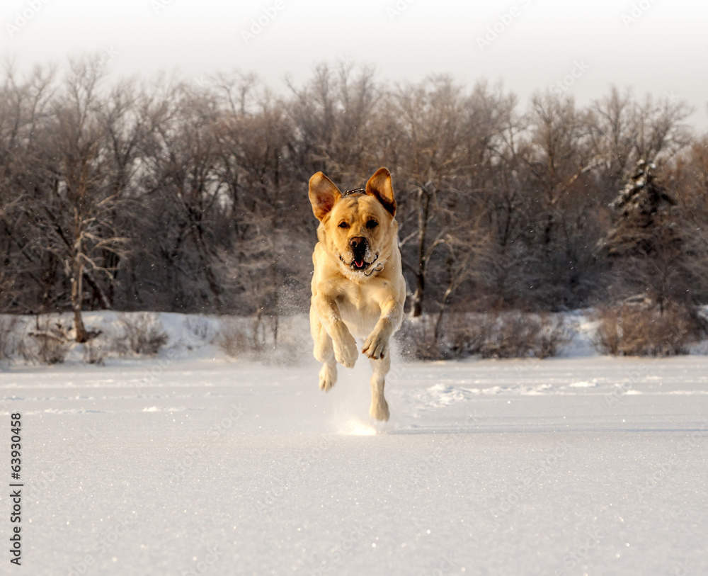 running labrador