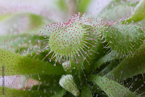 Sundew, Drosera with catched insect photo