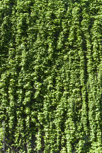 a texture of green climber with leaves,  during Spring
