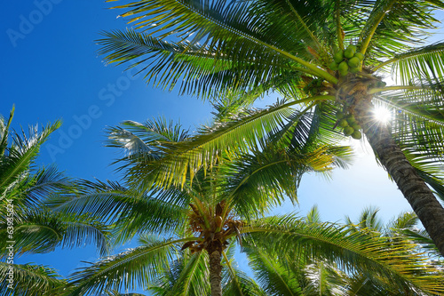 Palm trees on a tropical island