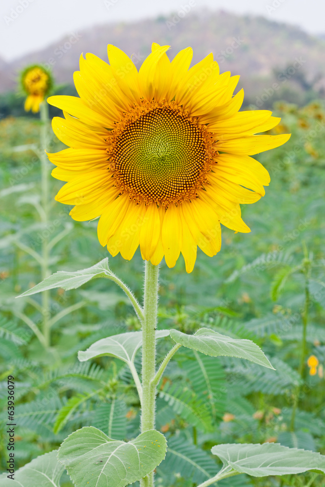 Obraz premium sunflower