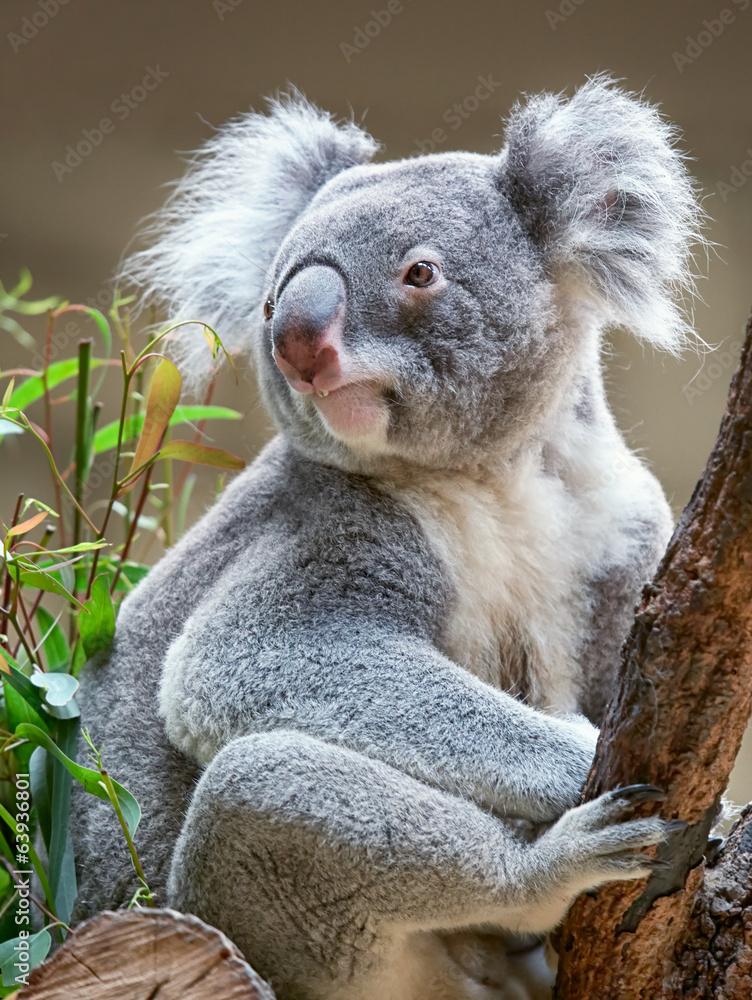 Fototapeta premium Koala bear